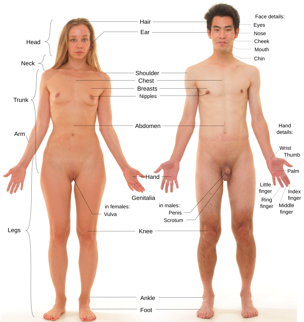 Human
