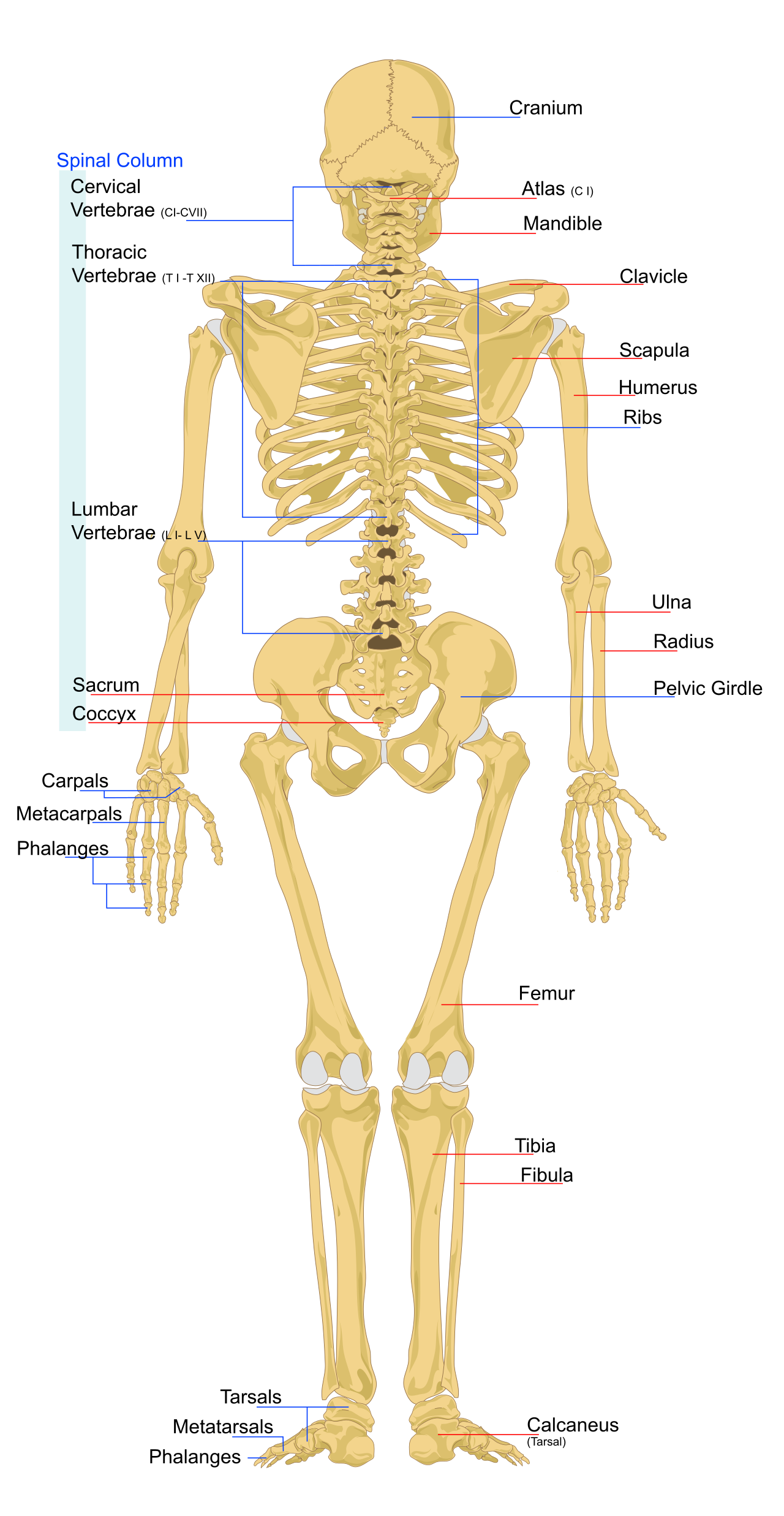 Human