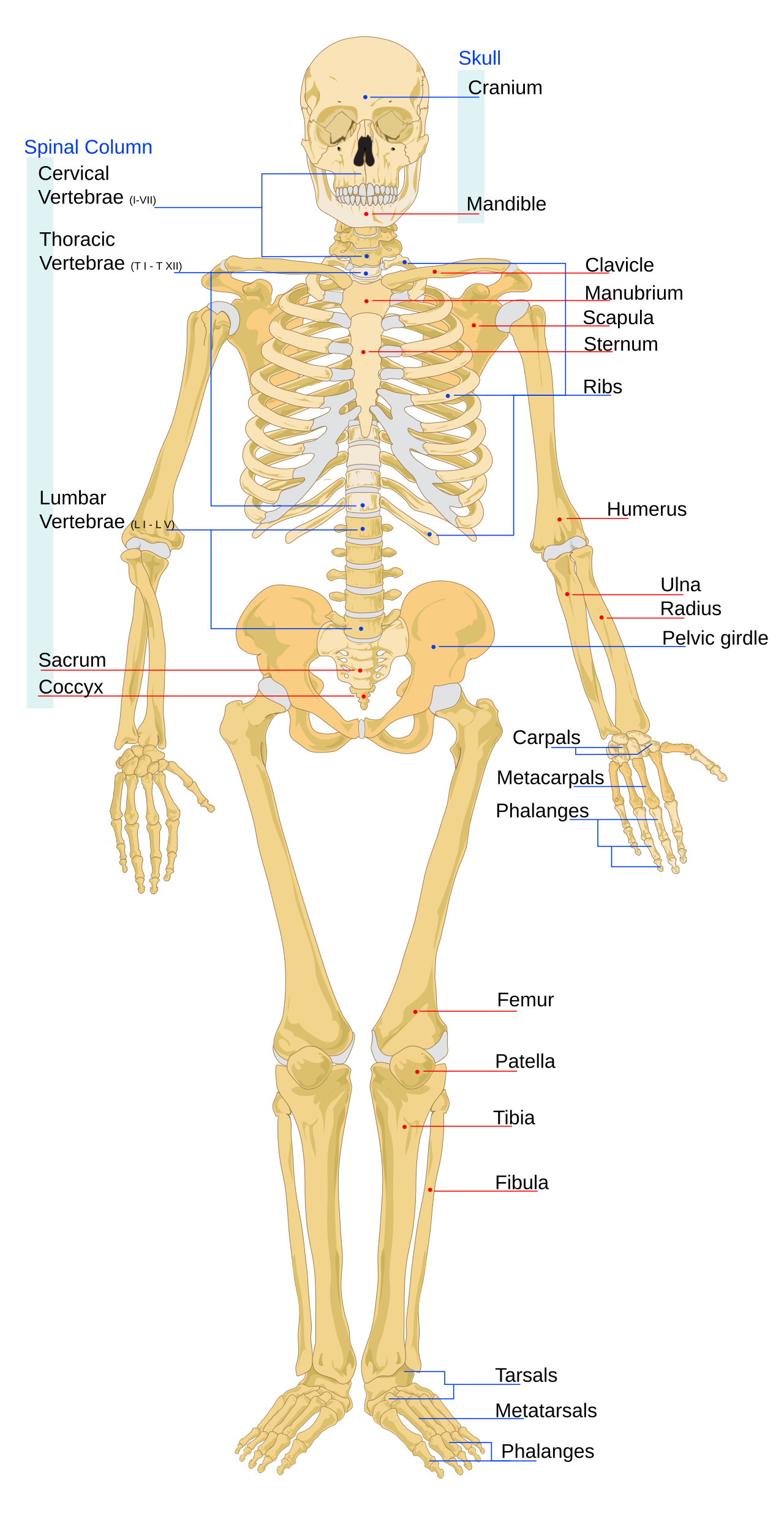 Human