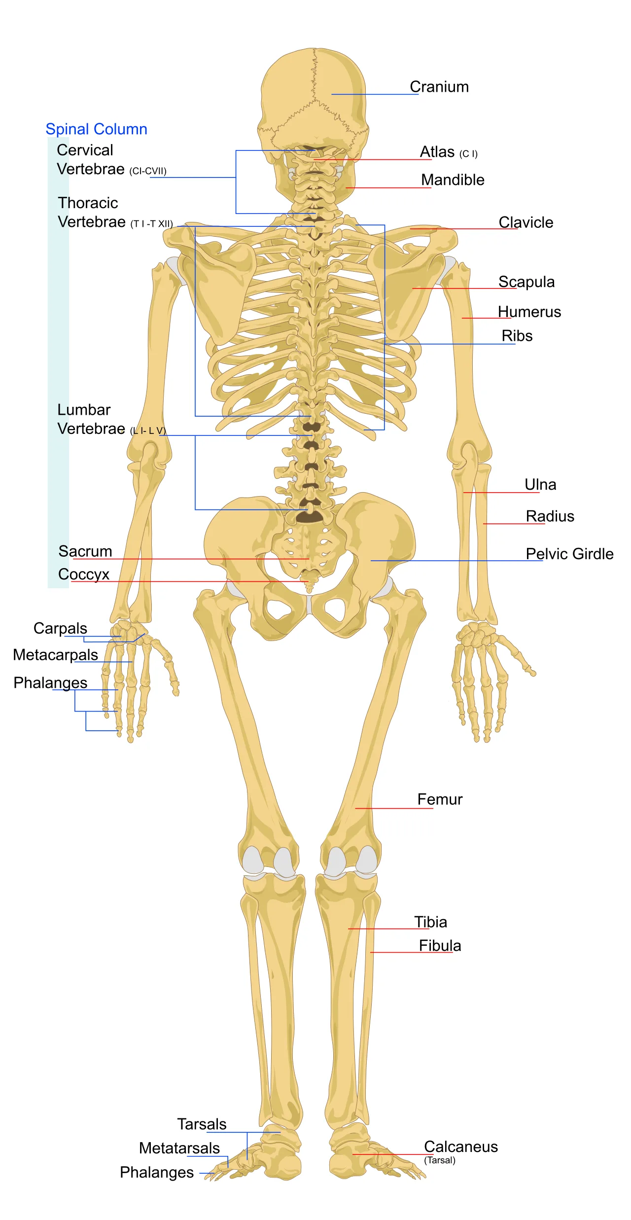 Human